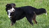 English Shepherd Information, Bilder, Preis