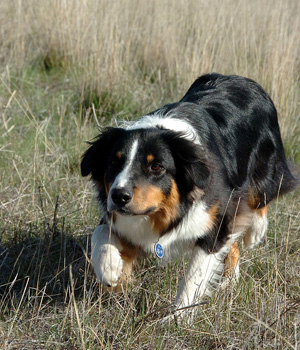 English Shepherd Information, Bilder, Preis