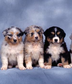 English Shepherd Information, Bilder, Preis