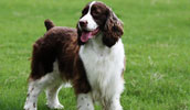 English Springer Spaniel Information, Bilder, Preis