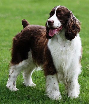 English Springer Spaniel Information, Bilder, Preis