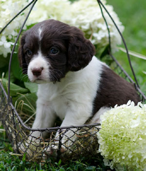 English Springer Spaniel Information, Bilder, Preis