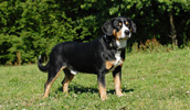 Entlebucher Sennenhund Information, Bilder, Preis