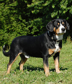 Entlebucher Sennenhund Information, Bilder, Preis