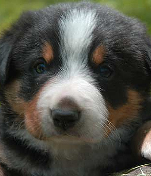 Entlebucher Sennenhund Information, Bilder, Preis