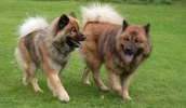 Eurasier Information, Bilder, Preis