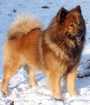 Eurasier Information, Bilder, Preis