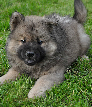 Eurasier Information, Bilder, Preis