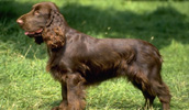 Field Spaniel Information, Bilder, Preis