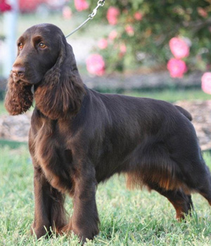 Field Spaniel Information, Bilder, Preis