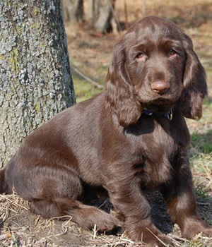 Field Spaniel Information, Bilder, Preis