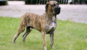 Fila Brasileiro Information, Bilder, Preis