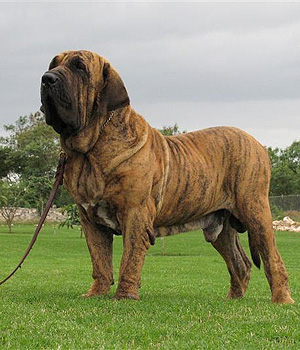 Fila Brasileiro Information, Bilder, Preis