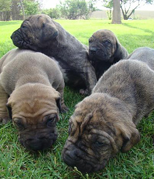 Fila Brasileiro Information, Bilder, Preis