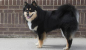 Finnischer Lapphund Information, Bilder, Preis