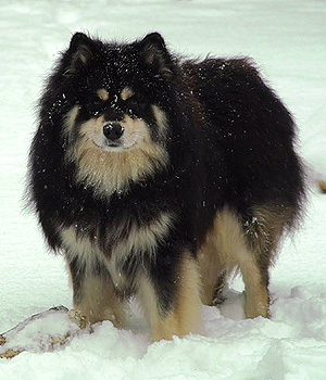 Finnischer Lapphund Information, Bilder, Preis