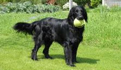 Flat Coated Retriever Information, Bilder, Preis