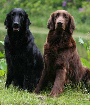 Flat Coated Retriever Information, Bilder, Preis