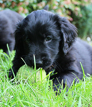 Flat Coated Retriever Information, Bilder, Preis