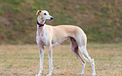 Galgo Español Information, Bilder, Preis