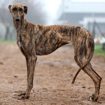 Galgo Español Information, Bilder, Preis