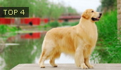 Golden Retriever Information, Bilder, Preis