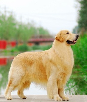 Golden Retriever Information, Bilder, Preis