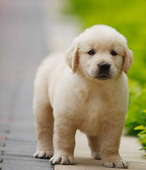 Golden Retriever Information, Bilder, Preis