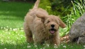 Goldendoodle Information, Bilder, Preis