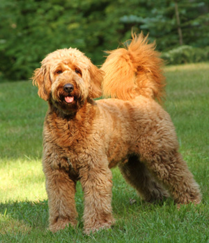 Goldendoodle Information, Bilder, Preis