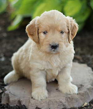 Goldendoodle Information, Bilder, Preis