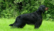 Gordon Setter Information, Bilder, Preis