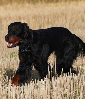 Gordon Setter Information, Bilder, Preis