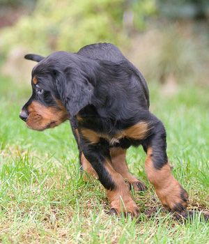 Gordon Setter Information, Bilder, Preis