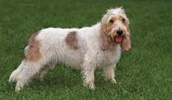 Grand Basset Griffon Vendeen Information, Bilder, Preis