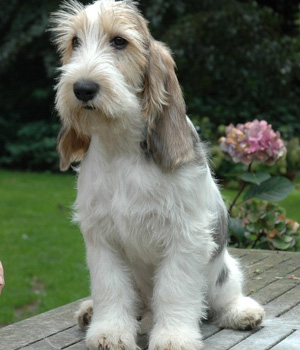 Grand Basset Griffon Vendeen Information, Bilder, Preis