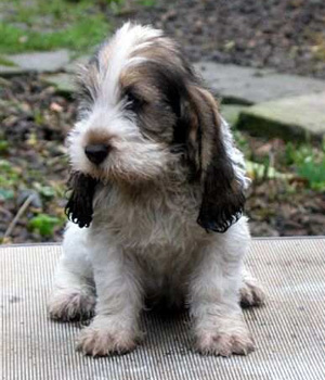 Grand Basset Griffon Vendeen Information, Bilder, Preis