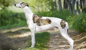 Greyhound Information, Bilder, Preis
