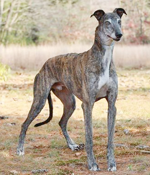 Greyhound Information, Bilder, Preis