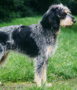 Griffon bleu de Gascogne Information, Bilder, Preis