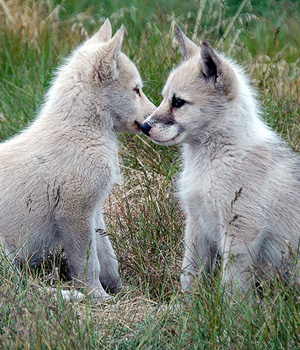 Grönlandhund Information, Bilder, Preis