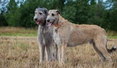Irischer Wolfhound Information, Bilder, Preis