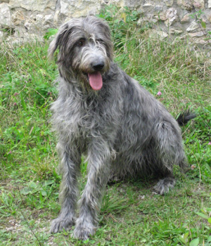 Irischer Wolfhound Information, Bilder, Preis