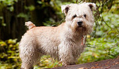 Irish Glen of Imaal Terrier Information, Bilder, Preis