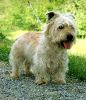 Irish Glen of Imaal Terrier Information, Bilder, Preis