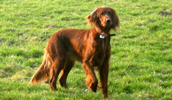 Irish Red Setter Information, Bilder, Preis