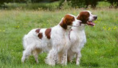 Irish Red and White Setter Information, Bilder, Preis