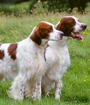 Irish Red and White Setter Information, Bilder, Preis