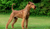 Irish Terrier Information, Bilder, Preis