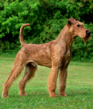 Irish Terrier Information, Bilder, Preis